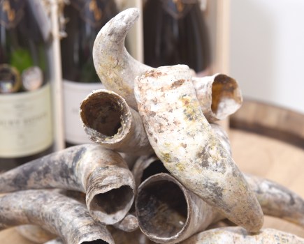 Cow horns on a table