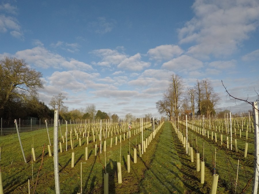 Spring vineyard