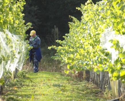Nets on a vineyard