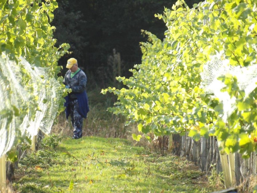 Nets on a vineyard