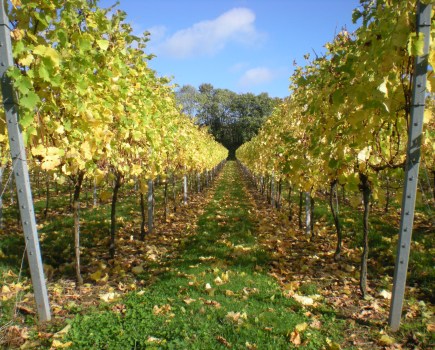 Vineyard in summer