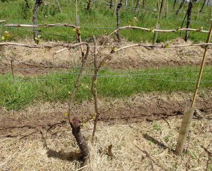 Trunk renewal at Polgoon vineyard