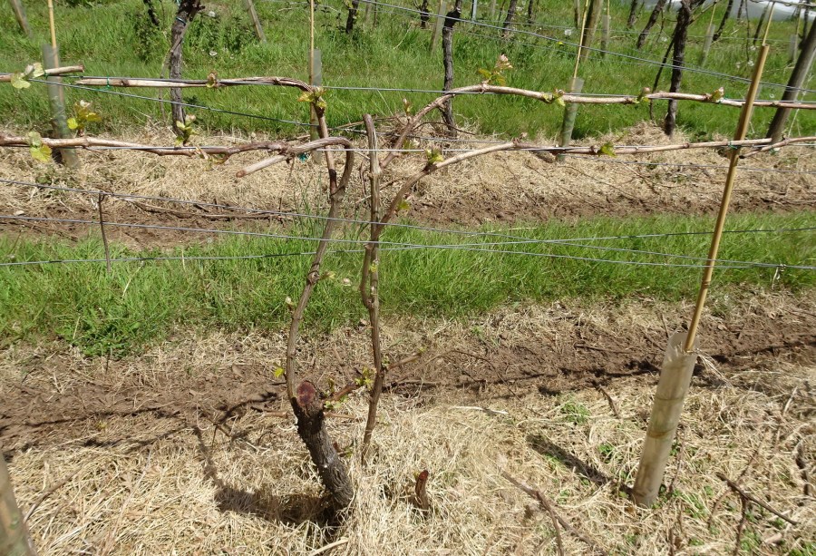 Trunk renewal at Polgoon vineyard