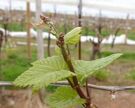 bud burst
