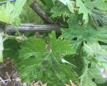 Blister mite on vine leaf