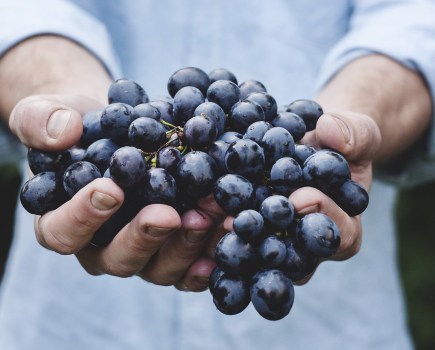 Purple grapes in hands