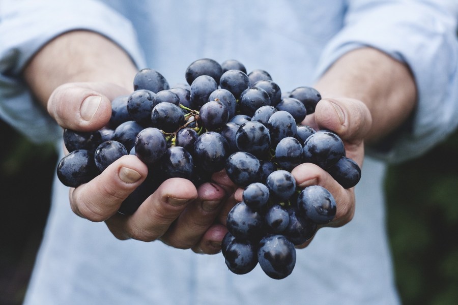 Purple grapes in hands
