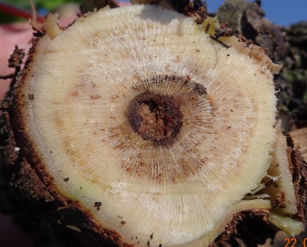 Typical symptoms of Botryosphaeria/Phomopsis in a trunk cross section, early infection
