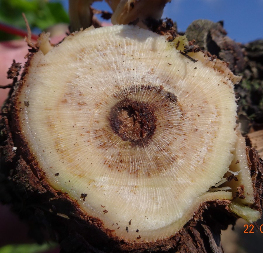 Typical symptoms of Botryosphaeria/Phomopsis in a trunk cross section, early infection