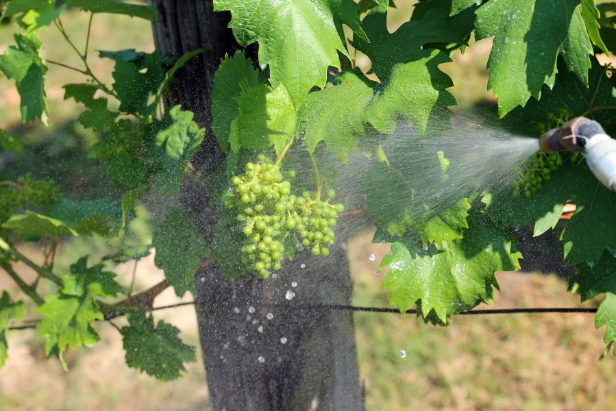 Vines being sprayed