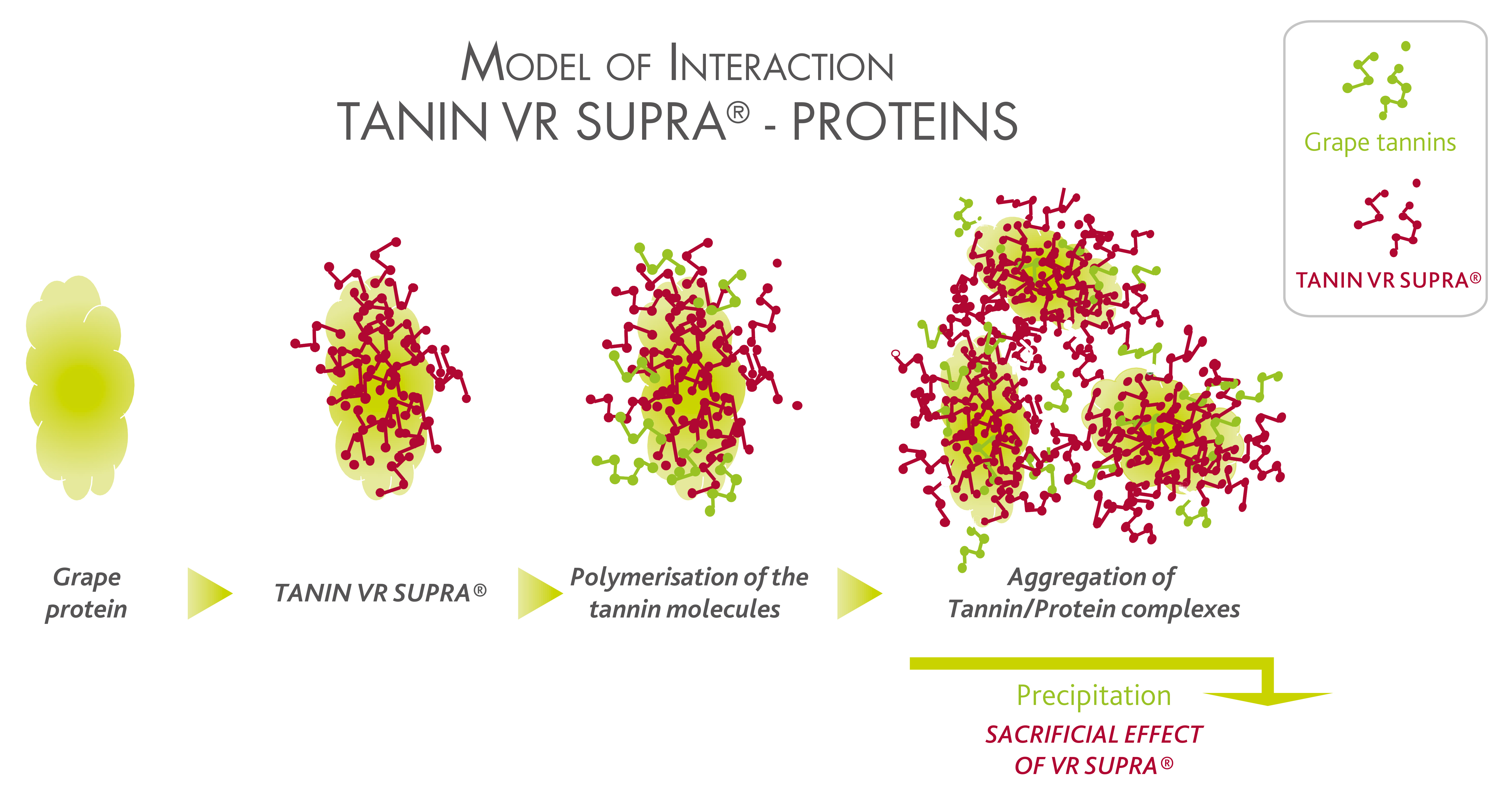 Tannins - Vineyard Magazine