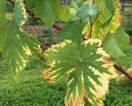 Magnesium deficiency in vineyard leaves