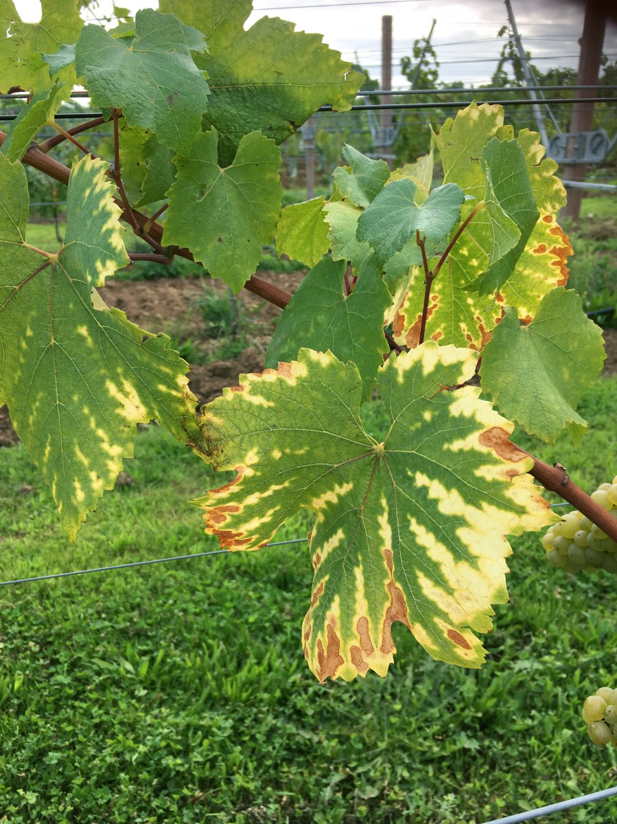Magnesium deficiency in vineyard leaves