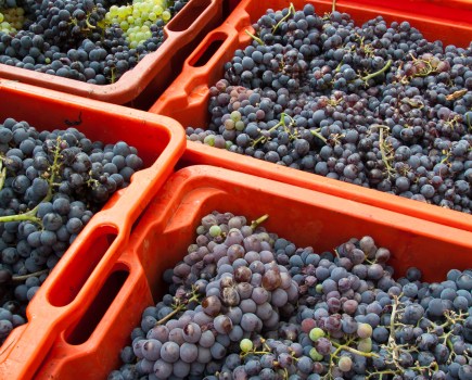 crates of red grapes