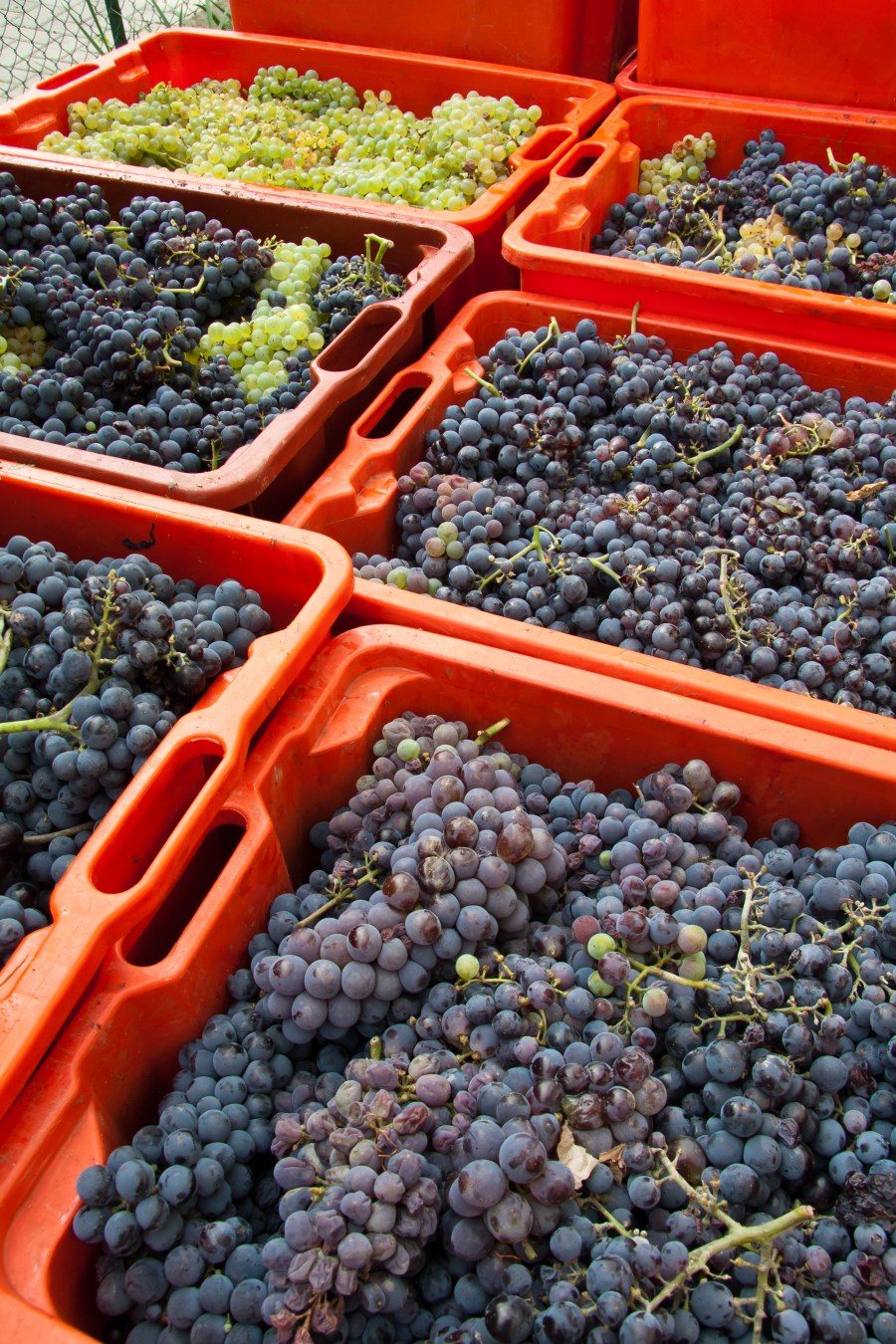 crates of red grapes