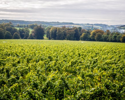 Vineyard in summer