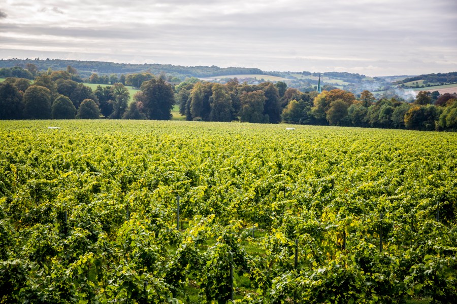 Vineyard in summer