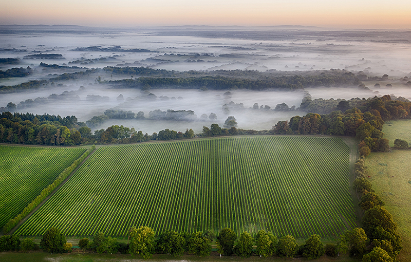 Nyetimber vineyard cheap