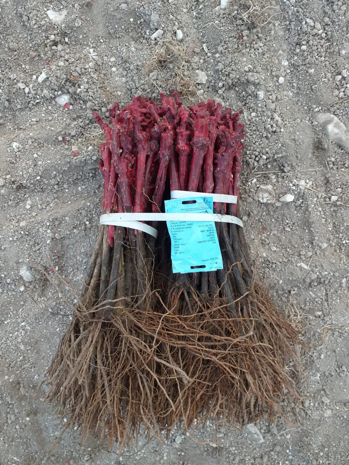 The vine post Vineyard Magazine