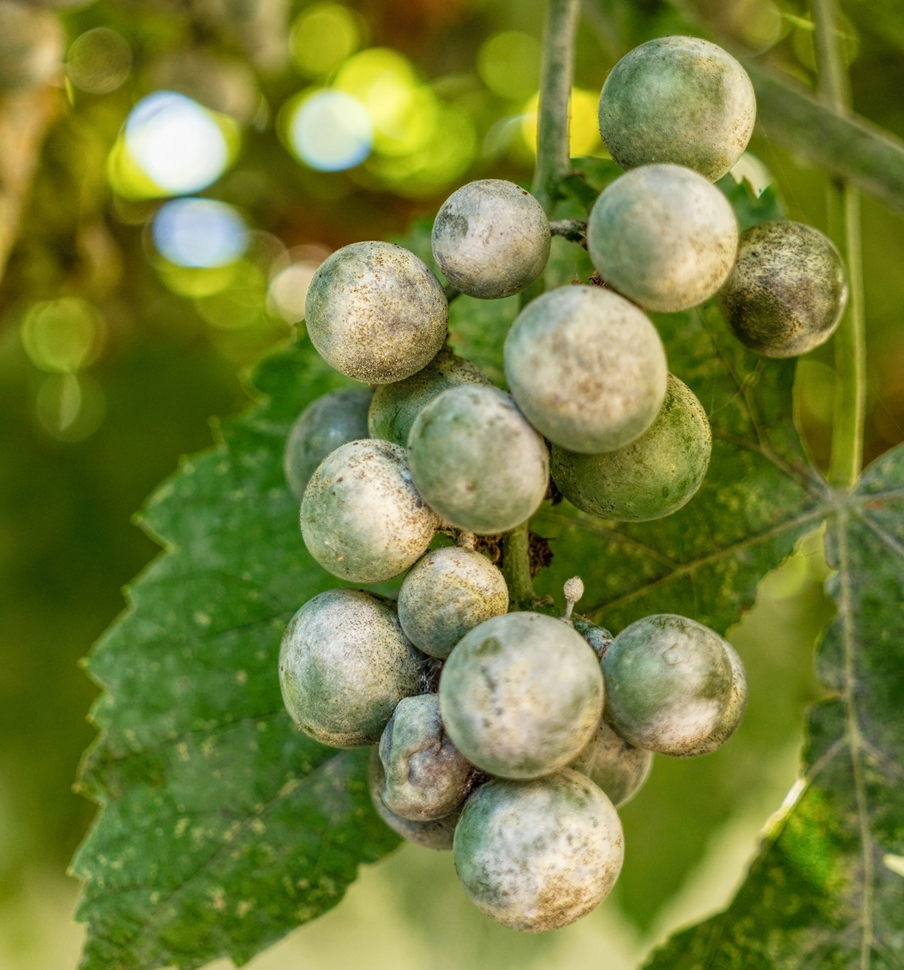 Implementing Effective Pest and Disease Management Strategies for Healthy Grapevines