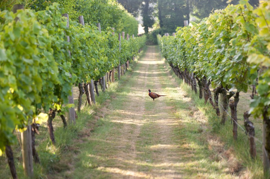 Our Feathered Friends or Foes