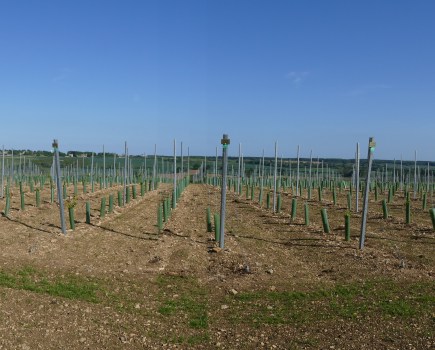 A Vineyard Visit From A Tourist Point Of View
