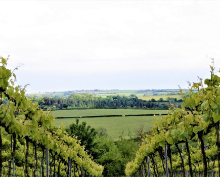 Welsh Wine Week