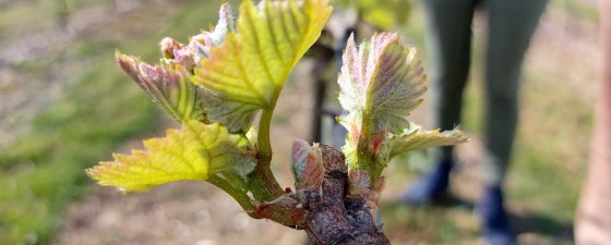 Budding Fertility