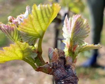Budding Fertility