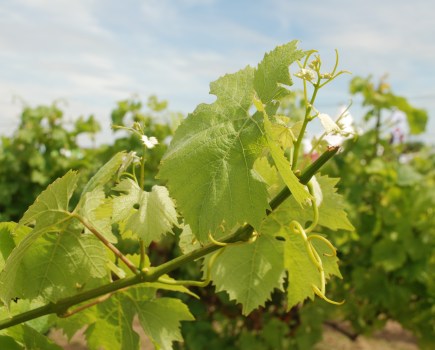 Are You Carbon Farming In Your Vineyard?