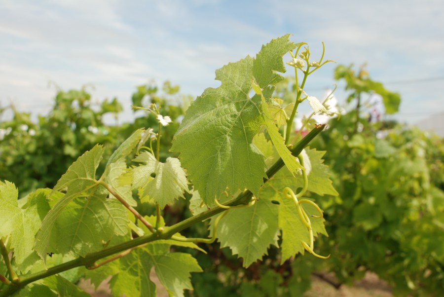 Are You Carbon Farming In Your Vineyard?