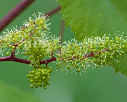 Flower Formation Is A Two-Year Cycle