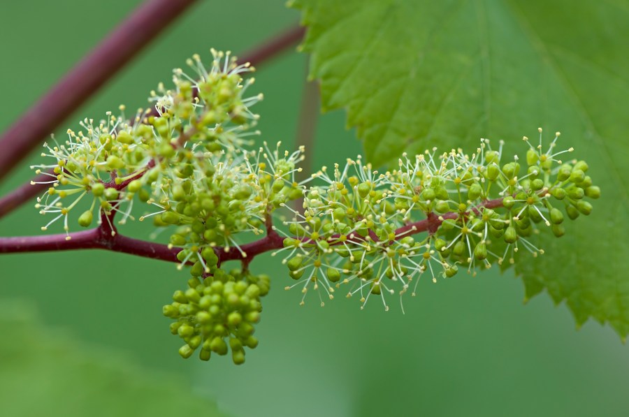 Flower Formation Is A Two-Year Cycle