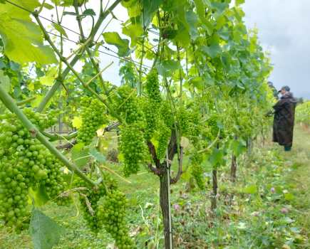 A crop of 12 tonnes/hectare being reduced to 10 tonnes/hectare for premium sparkling production in 2023