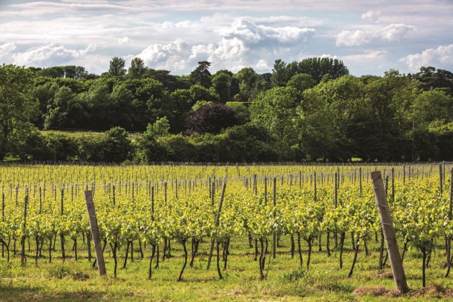 Natural disease control programme for wine grapes