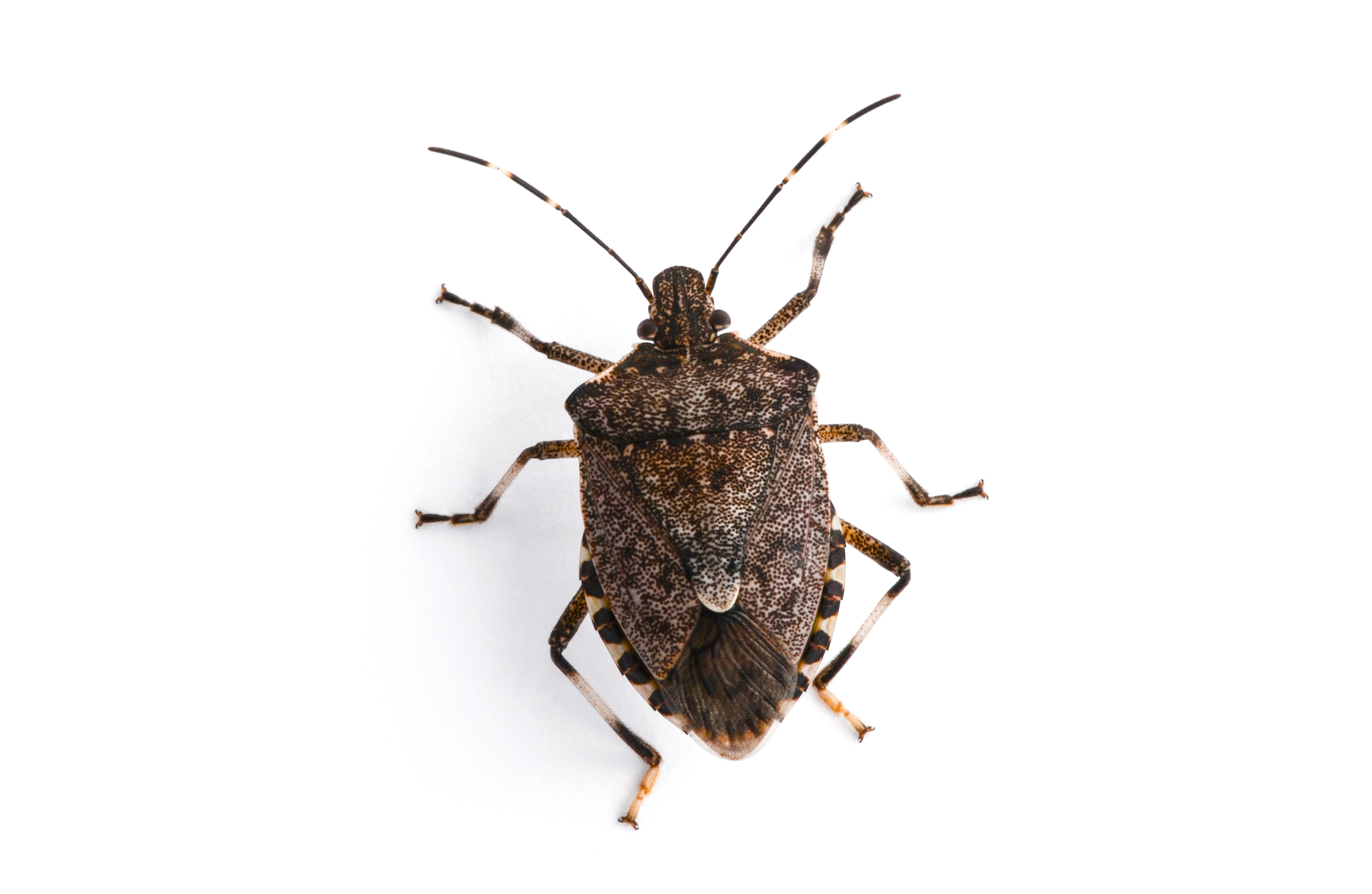 Hay Point Pests Be vigilant for new pest - Vineyard Magazine