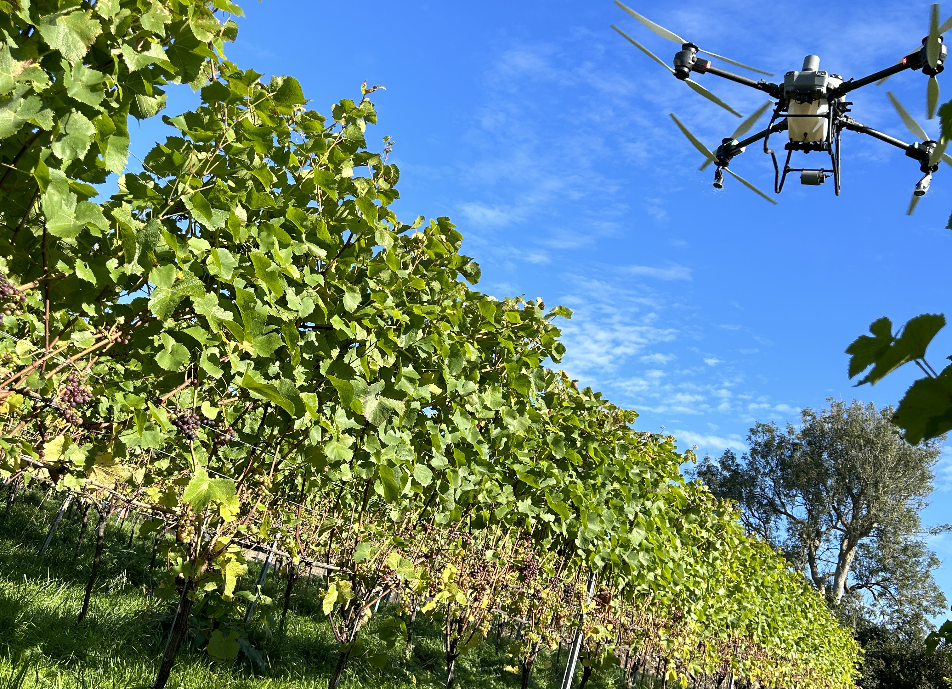 Drone-applied frost protection
